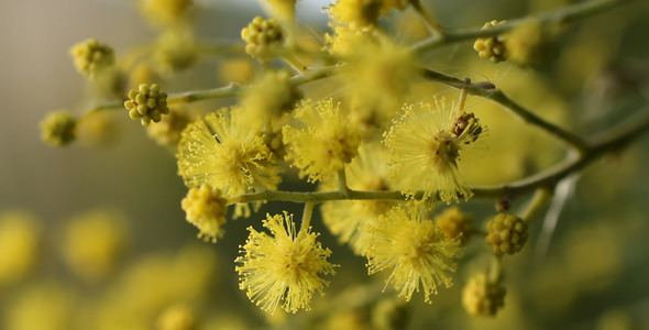 Acacia Dealbata 01 Acacia Dealbata 01