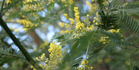 Acacia Dealbata 06 Acacia Dealbata 06