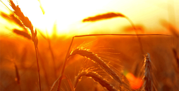 Wheat At Sunset Wheat At Sunset