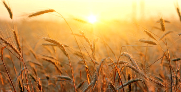 Wheat At Sunset Wheat At Sunset