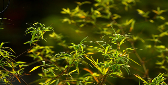 Bamboo Leaves In The Morning Light Bamboo Leaves In The Morning Light