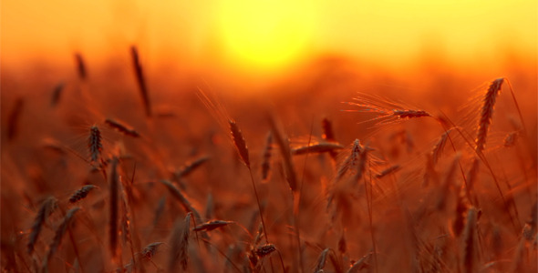 Wheat At Sunset 2 Wheat At Sunset 2