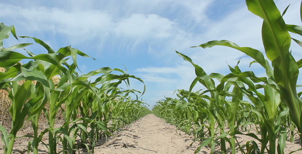 Juvenile Corn Juvenile Corn