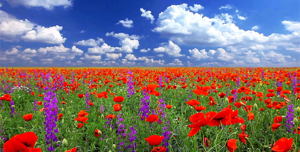 Summer Landscape Summer Landscape