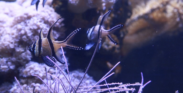 Fish Aquarium Pack 2 Files Full HD Fish Aquarium Pack 2 Files Full HD