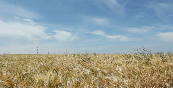 Field And Sky Field And Sky