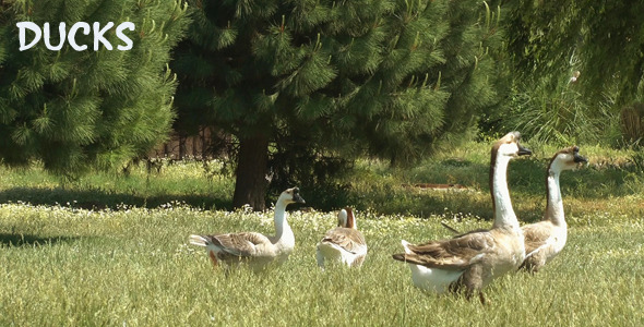 Ducks Ducks