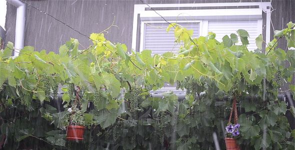 Ice Rain 2 Ice Rain 2
