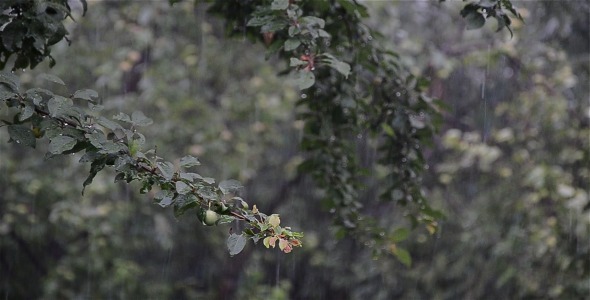 Rain 1 Rain 1