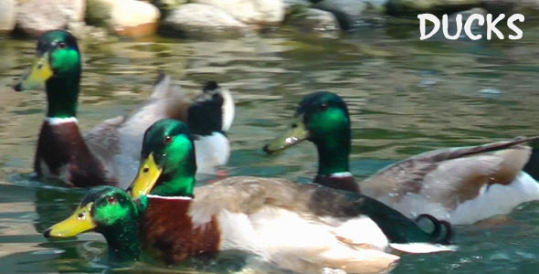 Ducks 3 Ducks 3