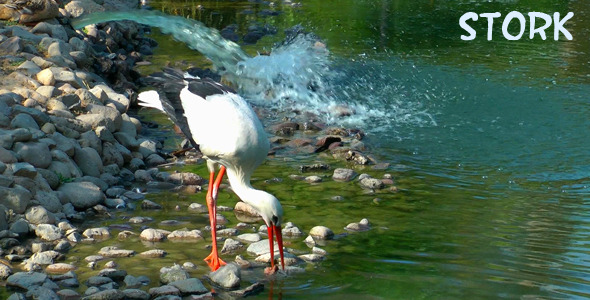 Stork Stork