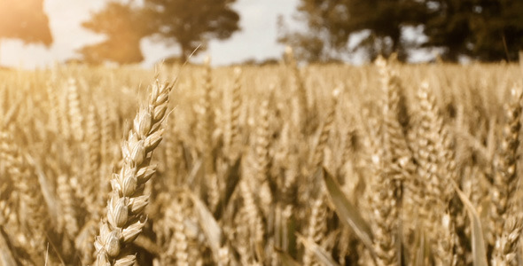 Wheat Crop Field Blowing in the Wind Wheat Crop Field Blowing in the Wind