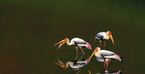 Stork with Fish II Stork with Fish II