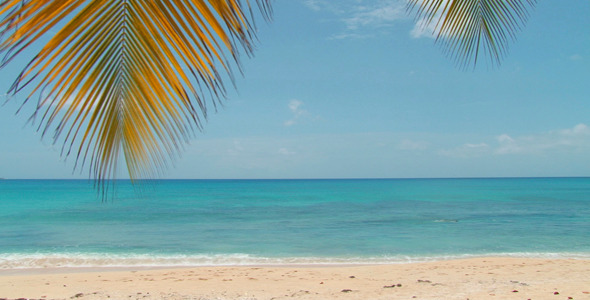 Tropical Palm Beach 2 Tropical Palm Beach 2