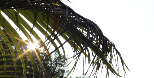Sliding Sunshine Through Palm Leaves 1 Sliding Sunshine Through Palm Leaves 1