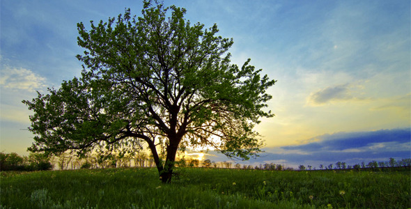 Summer Landscape Sunset Summer Landscape Sunset