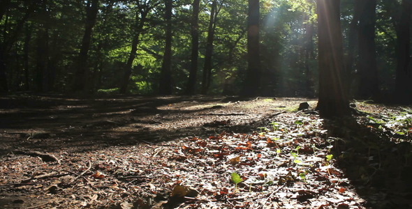 Forest Soil Forest Soil