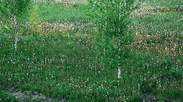 Meadow With Dandelions Meadow With Dandelions