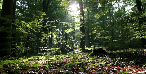 Epic Forest Epic Forest