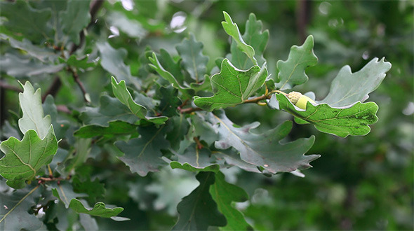 Oak Oak