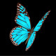 Butterfly Creator Butterfly Creator - VideoHive Item for Sale