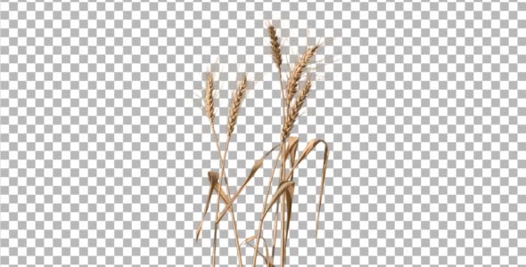 Wheat 3-Pack Wheat 3-Pack