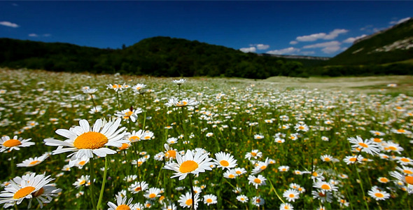 Valley With Camomile Flowers Valley With Camomile Flowers