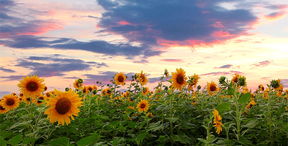 Flowering Sunflowers Flowering Sunflowers