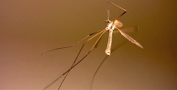 Caught Mosquito HD Loop Caught Mosquito HD Loop