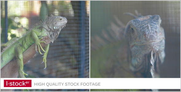 Iguana In Zoo Pack Iguana In Zoo Pack