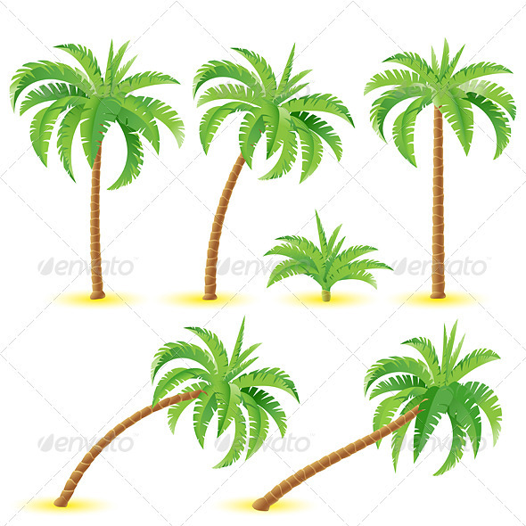 Coconut palms Coconut palms