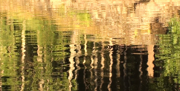 Forest Reflection In The Water Forest Reflection In The Water