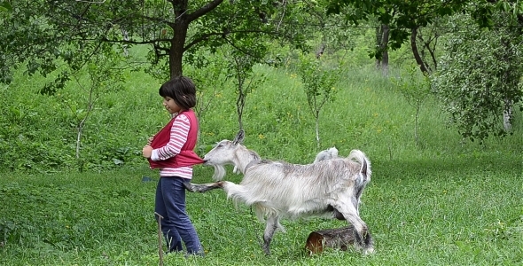 Goat Playing With Girl Goat Playing With Girl