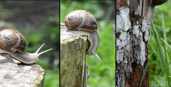 Snail In Sunlight 2 Snail In Sunlight 2