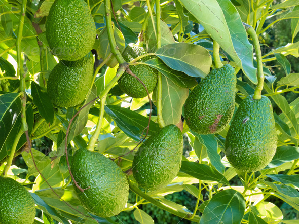 Ripe avocado fruits growing on tree as crop