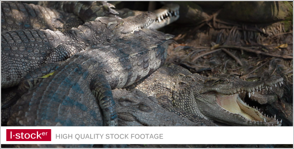 Crocodile In Zoo 4 Crocodile In Zoo 4