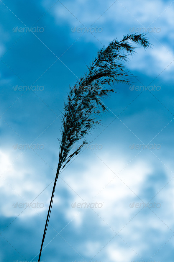 One blade of grass in the sky