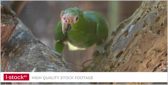 Parrot In Zoo 3 Parrot In Zoo 3