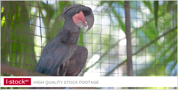 Parrot In Zoo 4 Parrot In Zoo 4