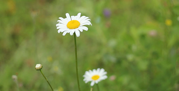 Daisy Flowers Daisy Flowers