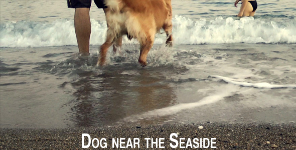 Dog Near The Seaside 2 Dog Near The Seaside 2