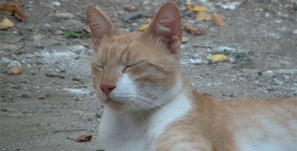 Sleepy Cat Sleepy Cat