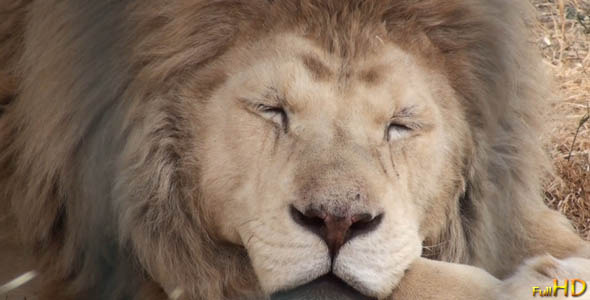 Lion Close Up Lion Close Up