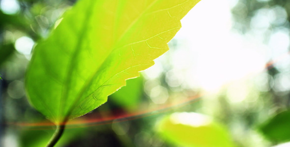 Baby Rose With Leafes Paning Baby Rose With Leafes Paning
