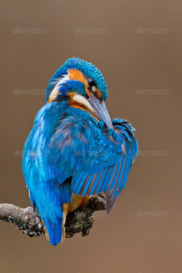 Kingfisher perched on a branch preening - Stock Photo - Images