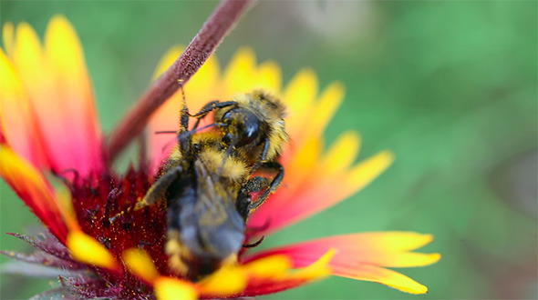 Working Bumblebee Working Bumblebee
