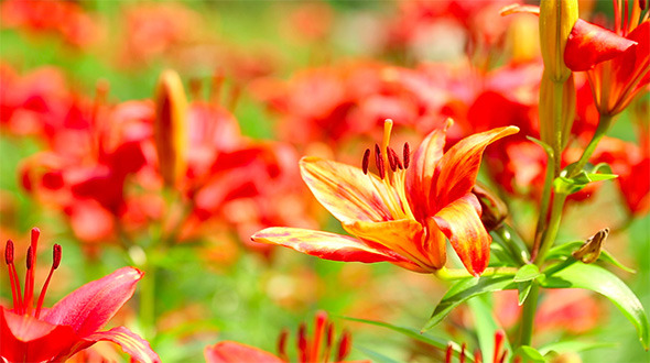 Red Lily Red Lily