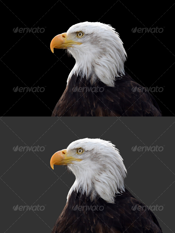 Eagle #1 Eagle #1