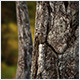 1616 - Tree Bark Yew 1616 - Tree Bark Yew - 3DOcean Item for Sale