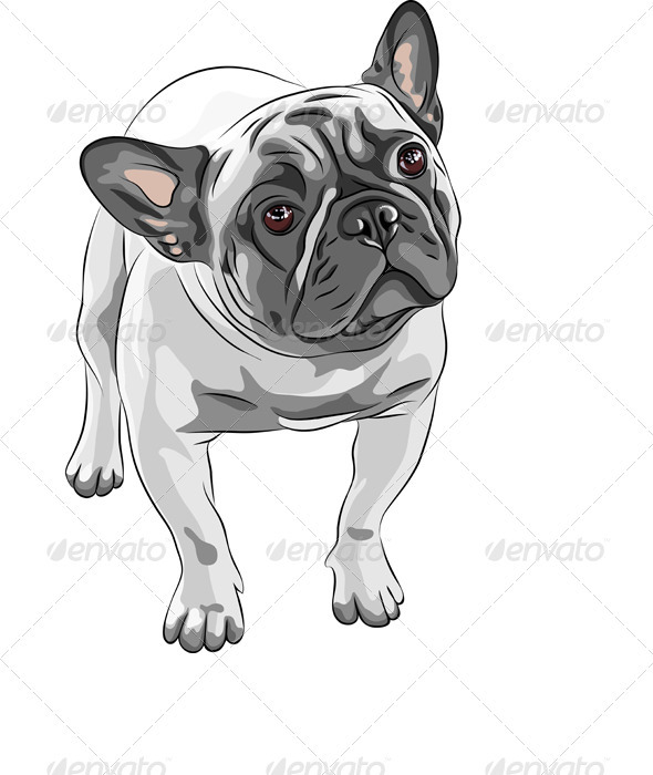 Vector sketch Domestic Dog French Bulldog Breed Vector sketch Domestic Dog French Bulldog Breed